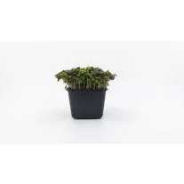Shiso mikrozöld