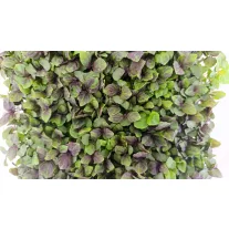 Shiso mikrozöld