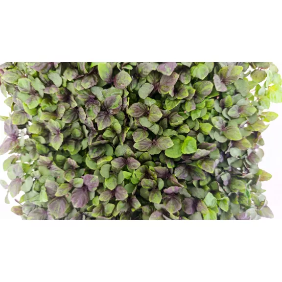 Shiso mikrozöld