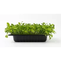 Pak choi mix levélsaláta