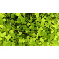 Pak choi mix levélsaláta