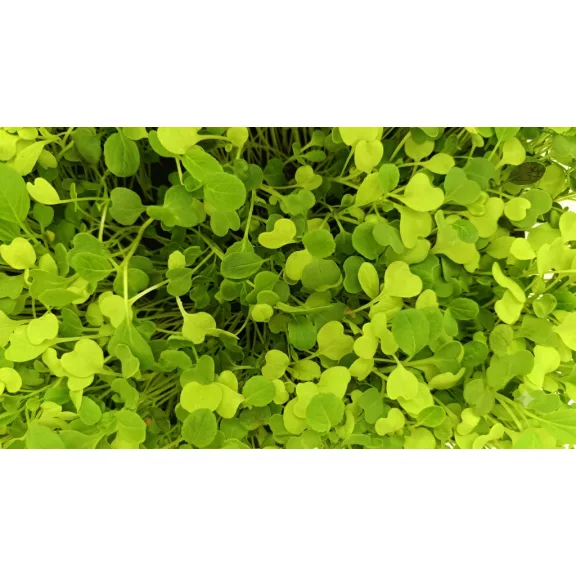 Pak choi mix levélsaláta