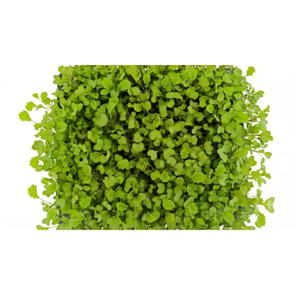Fodroskel levélsaláta