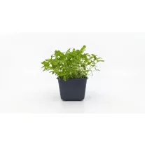 Tagetes citrus mikrozöld