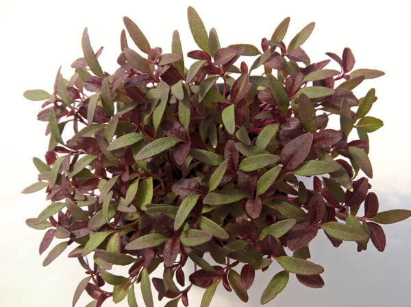 Vörös amarant - Mikrozöldség - Izolált levelek