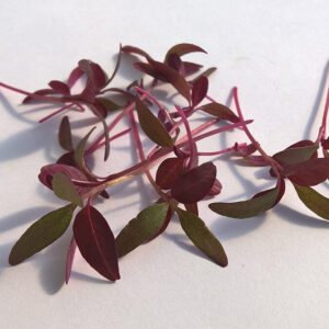 Vörös amarant - Mikrozöldség - Izolált levelek