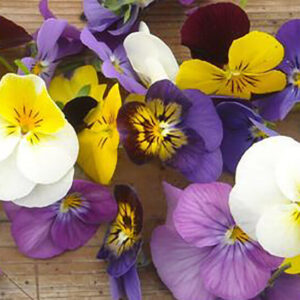 Árvácska - Ehető virág - Izolált virágok