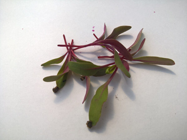 Cékla - Mikrozöldség - Izolált levelek