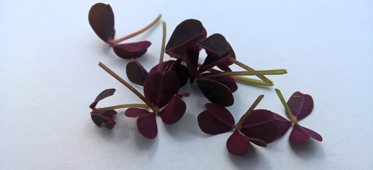 Oxalis