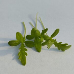 Shungiku mikrozöld